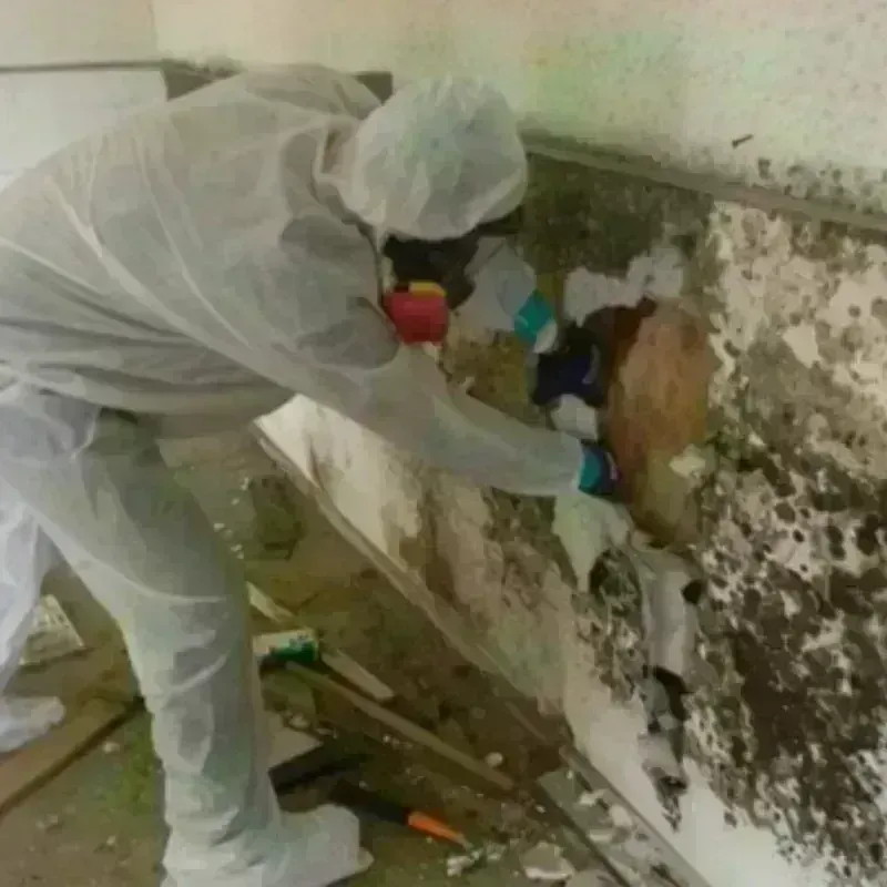 Mold Remediation and Removal in Ordway, CO